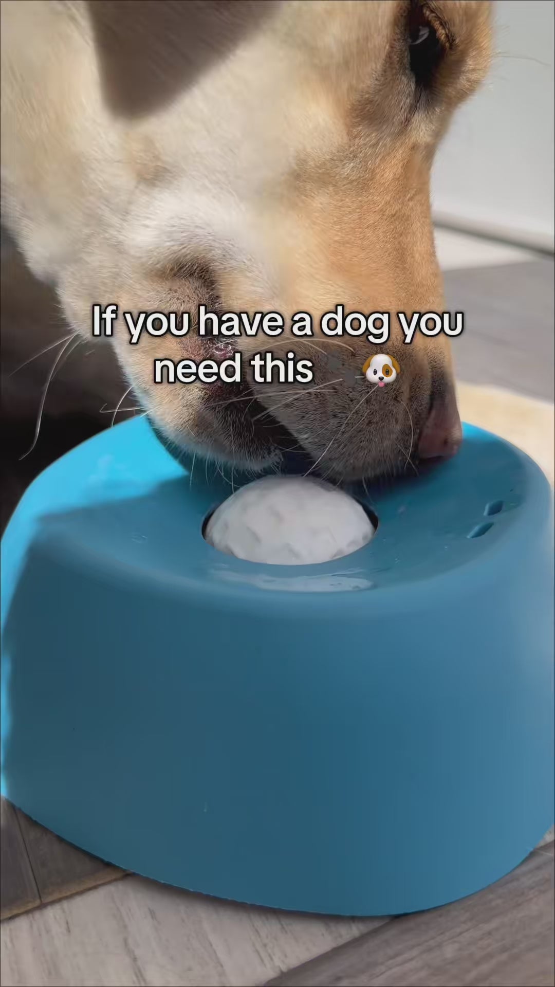 SlowLick Enrichment Bowl
