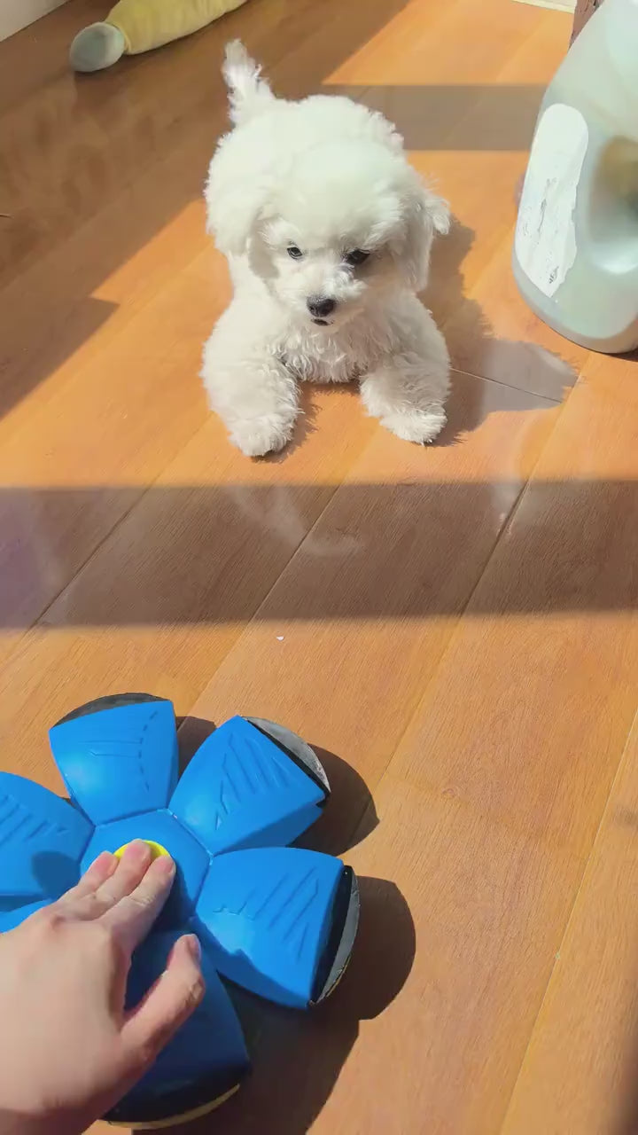 GlowDisc Flying Dog Ball