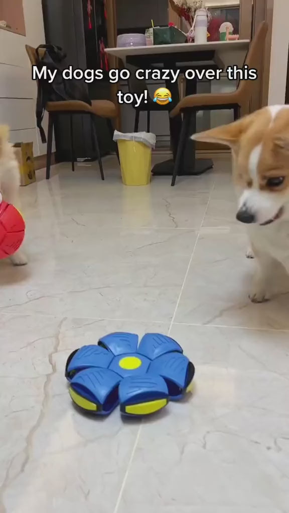 GlowDisc Flying Dog Ball